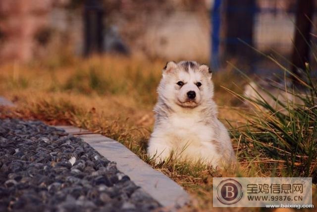 高品质纯血统 双蓝眼 三把火 精品哈士奇 质量有保