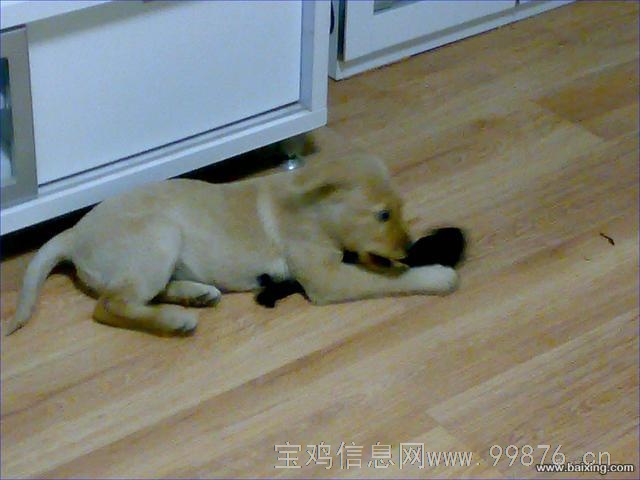 出售拉布拉多幼犬,赛级品质,保健康纯种,证书齐全