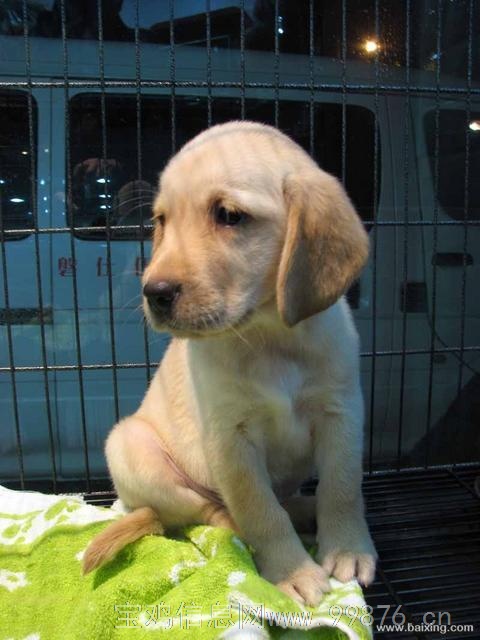 出售拉布拉多幼犬,赛级品质,保健康纯种,证书齐全