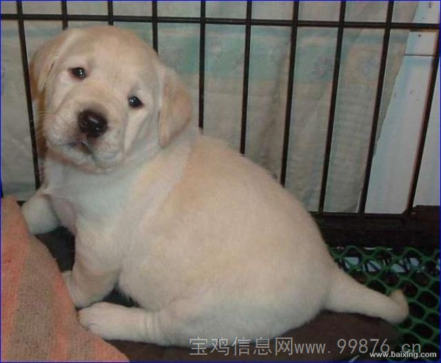 出售拉布拉多幼犬,赛级品质,保健康纯种,证书齐全