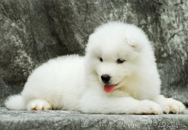 纯种萨摩幼犬天使般甜美微笑萨摩