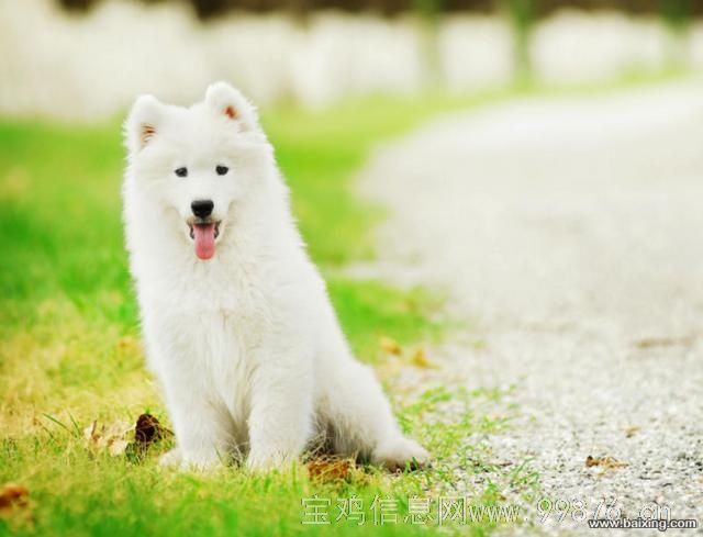 纯种萨摩幼犬天使般甜美微笑萨摩