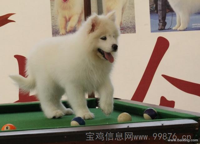 纯种萨摩幼犬天使般甜美微笑萨摩