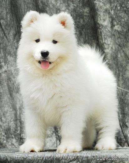 纯种萨摩幼犬天使般甜美微笑萨摩