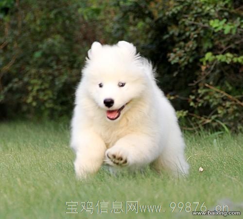 可爱漂亮的微笑天使萨摩耶你喜欢吗,疫苗已做包健康的