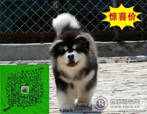 犬舍繁殖-纯种阿拉斯加-威武雄壮-超大骨架-高品质