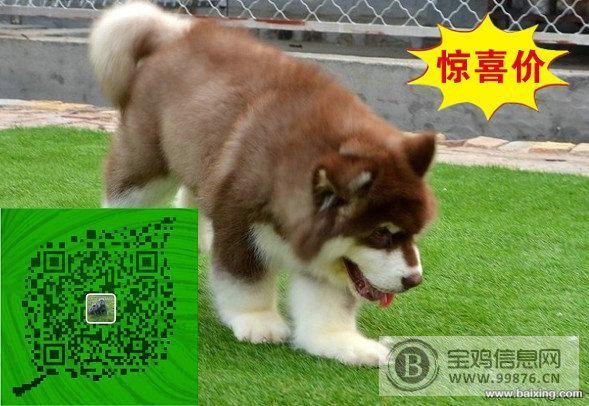 犬舍繁殖-纯种阿拉斯加-威武雄壮-超大骨架-高品质