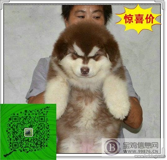 犬舍繁殖-纯种阿拉斯加-威武雄壮-超大骨架-高品质