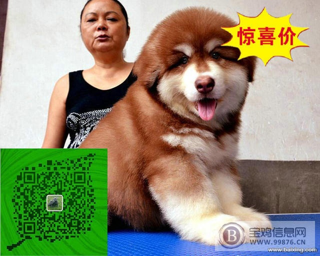 犬舍繁殖-纯种阿拉斯加-威武雄壮-超大骨架-高品质