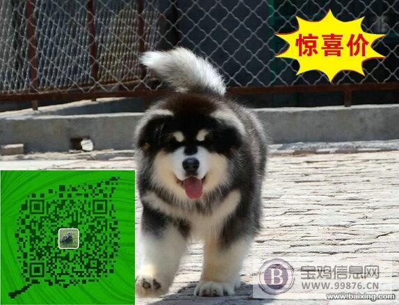 犬舍繁殖-纯种阿拉斯加-威武雄壮-超大骨架-高品质