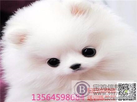 最小球体博美幼犬 茶杯体博美犬纯种哈多利