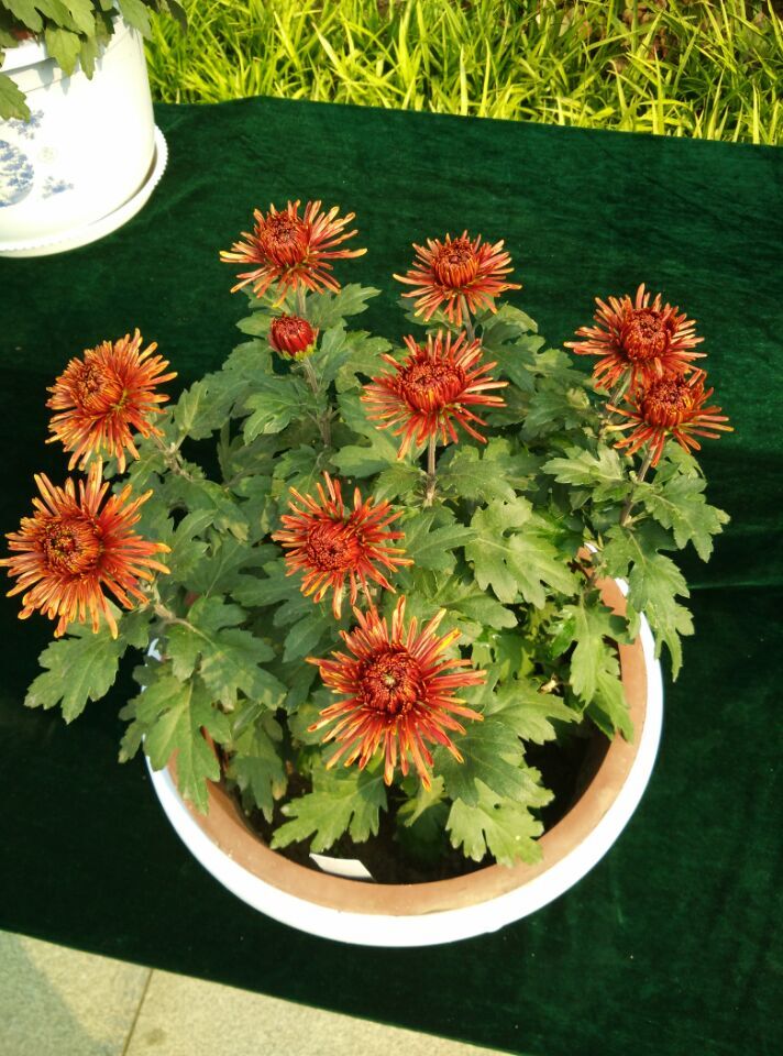juhuanzhan07